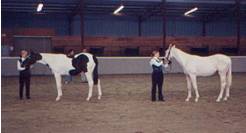 Arts Aero and Mirabeau at the Canadian Sporthorse Horse Breeders Classic 2001