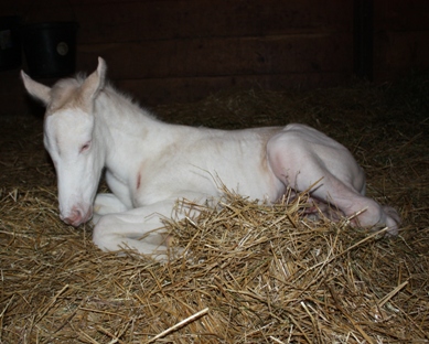 White Colt