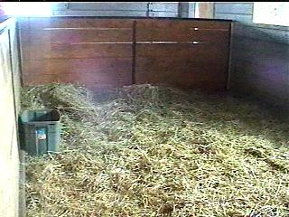 Inside broodmare stall